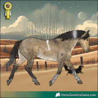 Horse Color:Buckskin Dun Tobiano 
