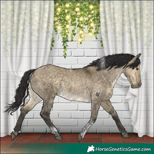 Horse Color:Buckskin Dun Tobiano Rabicano 