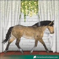 Horse Color:Buckskin Dun Tobiano Rabicano 