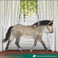 Horse Color:Buckskin Dun Tobiano Rabicano 