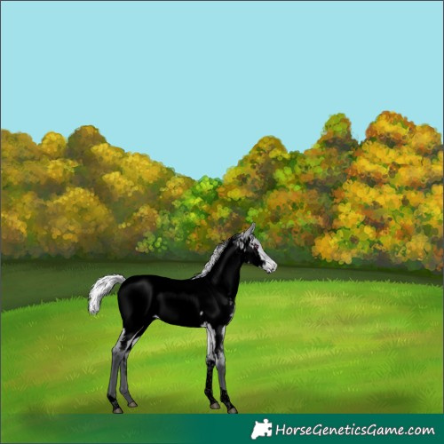 Horse Color:Void Silver Brown Chinchilla Dun Tobiano Appaloosa 