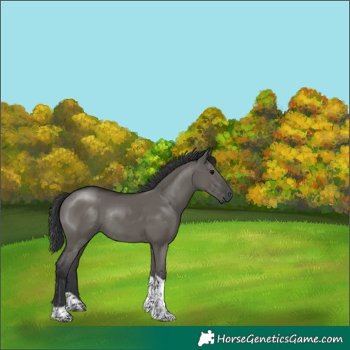Horse Color:Grullo Tobiano Rabicano 