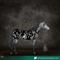 Horse Color:Void Brown Chinchilla Dun Tobiano Near Leopard Rabicano 
