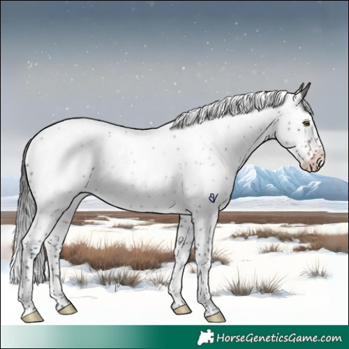 Horse Color:Brown Roan Splash Rabicano 