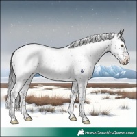Horse Color:Brown Roan Splash Rabicano