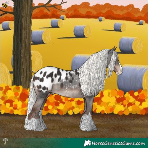 Horse Color:Liver Chestnut Mushroom Splash Appaloosa 