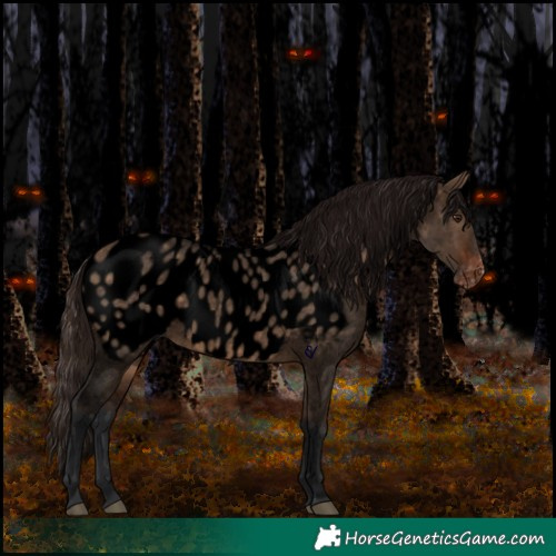 Horse Color:Void Bay Roan Dun Near Leopard Rabicano 