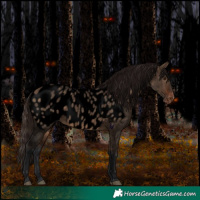 Horse Color:Void Bay Roan Dun Appaloosa Rabicano 