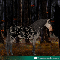 Horse Color:Void Bay Roan Dun Appaloosa Rabicano 