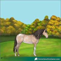 Horse Color:Amber Champagne Tobiano