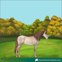 Horse Color:White Spotted Gold Champagne Dun 