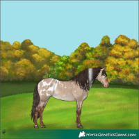 Horse Color:White Spotted Liver Red Dun Appaloosa