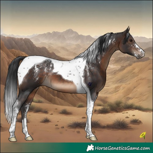 Horse Color:Powder White Brown Tobiano 
