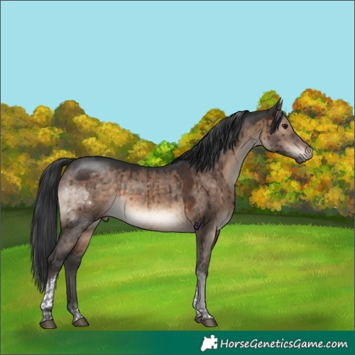 Horse Color:Brown Dun Tobiano Rabicano Brindle 