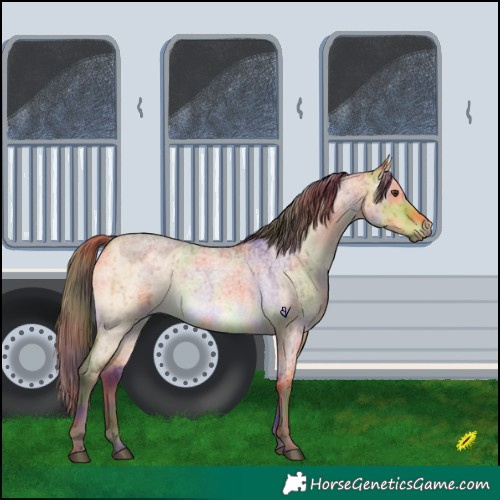 Horse Color:Nacre Chocolate Buckskin Roan Dun Brindle 