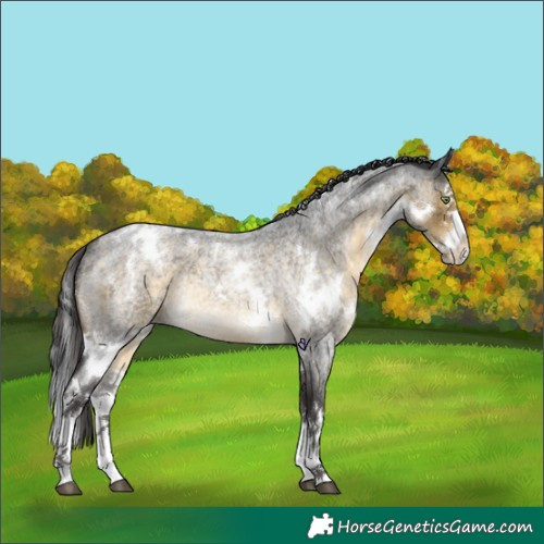 Horse Color:White Spotted Buckskin Roan Splash Rabicano 