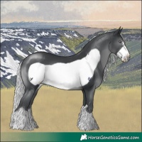 Horse Color:Silver Black Chinchilla Frame 