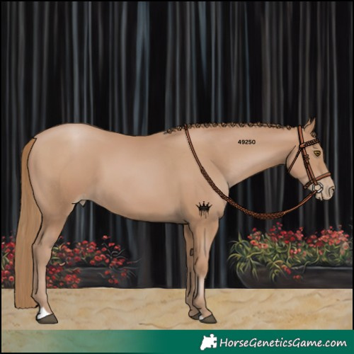 Horse Color:Black Pearl 