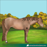 Horse Color:Liver Chestnut Pearl 