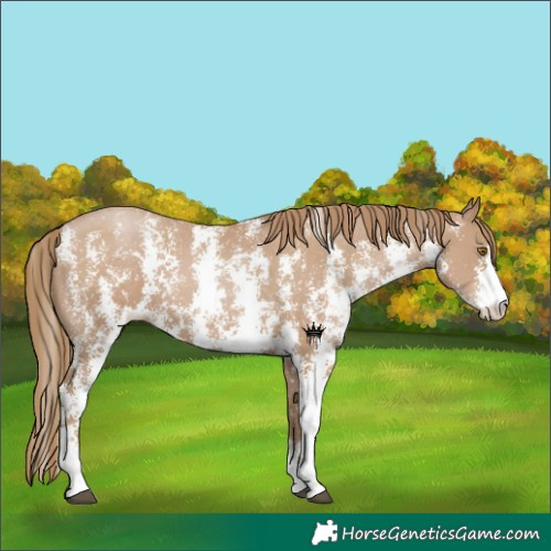 Horse Color:Black Pearl Sabino