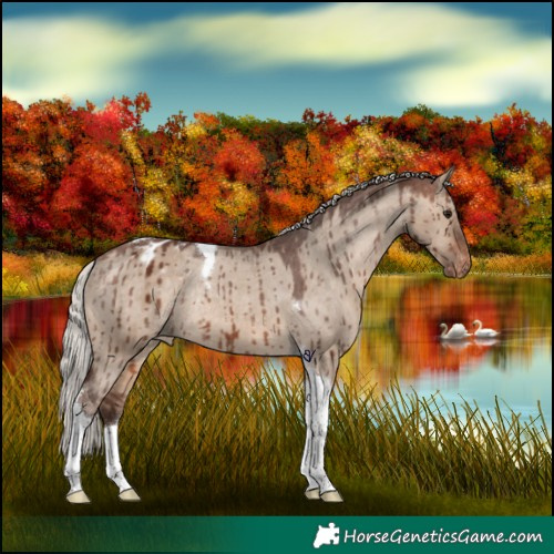 Horse Color:Silver Brown Dun Tobiano Appaloosa Rabicano Brindle 