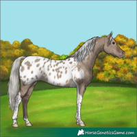 Horse Color:Silver Grullo Tobiano Near Leopard Brindle 