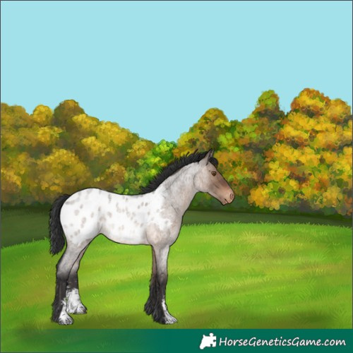 Horse Color:Brown Roan Dun Sabino Appaloosa Rabicano 