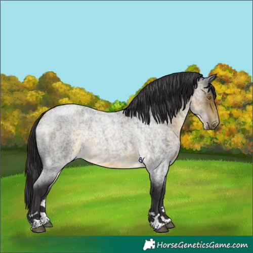 Horse Color:Buckskin Roan Mushroom Rabicano 