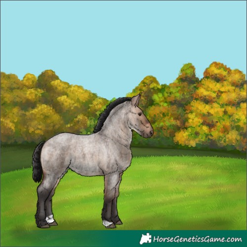 Horse Color:Brown Roan Dun 