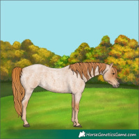 Horse Color:Red Roan 