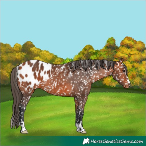 Horse Color:Bay Blanket
