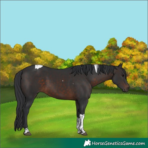 Horse Color:Brown Tobiano 
