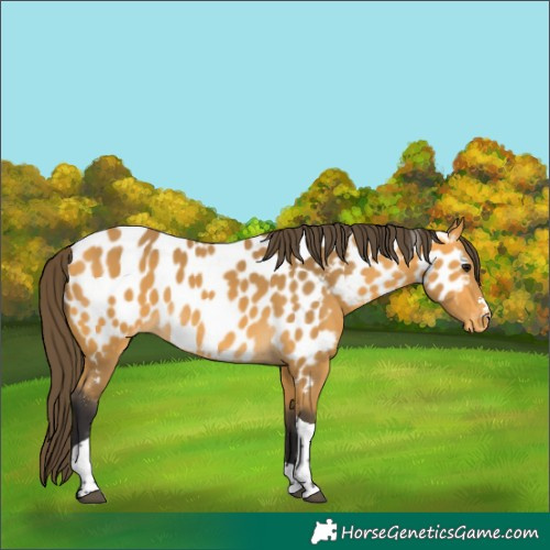 Horse Color:Buckskin Tobiano Near Leopard