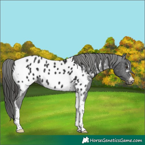 Horse Color:Liver Chestnut Tobiano Near Leopard