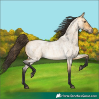 Horse Color:Buckskin Roan Dun 