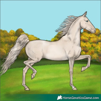Horse Color:Chocolate Palomino Pearl Dun 