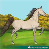 Horse Color:Classic Cream Champagne Dun 