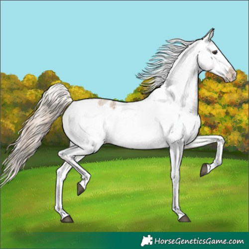Horse Color:Chocolate Palomino Roan Dun Sabino Splash Appaloosa 