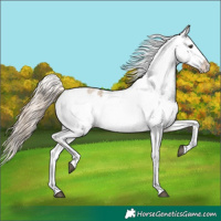 Horse Color:Chocolate Palomino Roan Dun Sabino Splash Appaloosa 