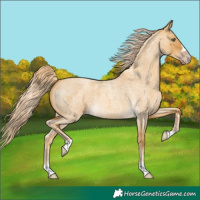 Horse Color:Gold Cream Champagne Roan Dun 