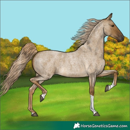 Horse Color:Chocolate Palomino Roan Dun Tobiano 