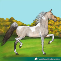 Horse Color:Buckskin Roan Dun Tobiano Rabicano 
