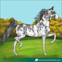 Horse Color:Brown Sabino Rabicano