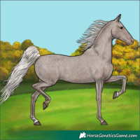 Horse Color:Silver Black Appaloosa 