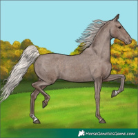 Horse Color:Silver Black Appaloosa 
