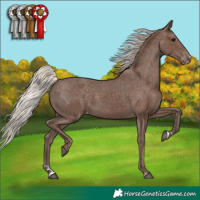 Horse Color:Silver Black Varnish 