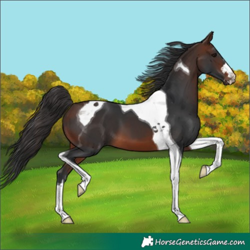Horse Color:Brown Tobiano 