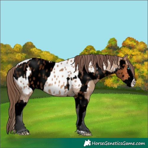 Horse Color:Void Bay Roan Splash Leopard  and Bay Dun Splash Near Leopard 