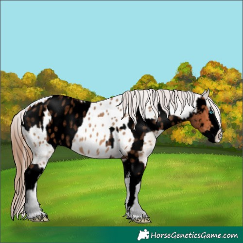 Horse Color:Void Bay Roan Splash Appaloosa  and Bay Dun Splash Appaloosa 