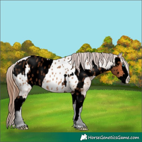 Horse Color:Void Bay Roan Splash Appaloosa  and Bay Dun Splash Appaloosa 
